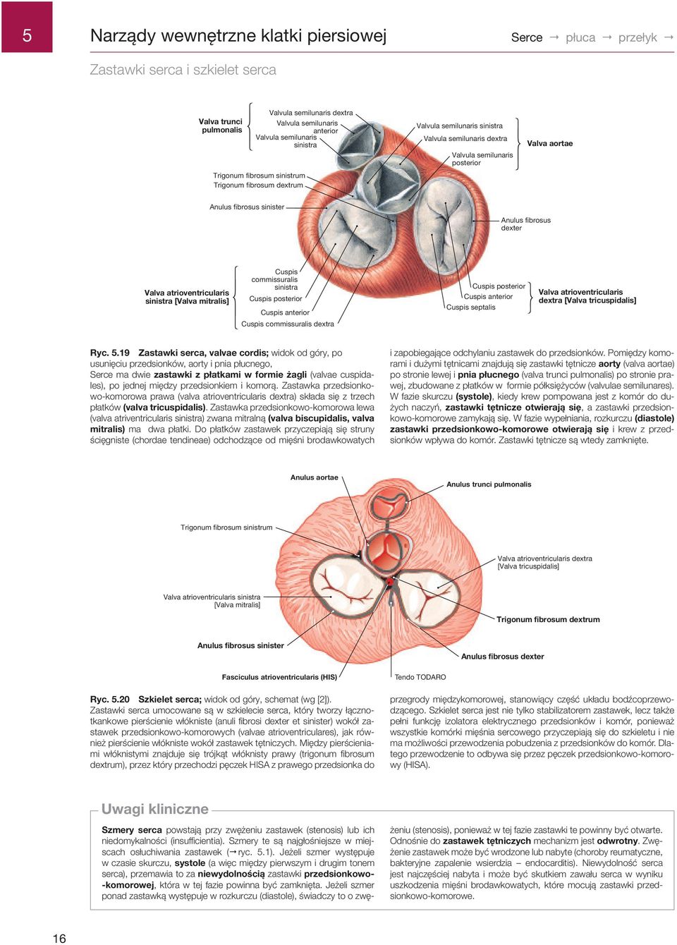 dexter Valva atrioventricularis sinistra [Valva mitralis] Cuspis commissuralis sinistra Cuspis posterior Cuspis anterior Cuspis commissuralis dextra Cuspis posterior r Cuspis anterior Cuspis septalis