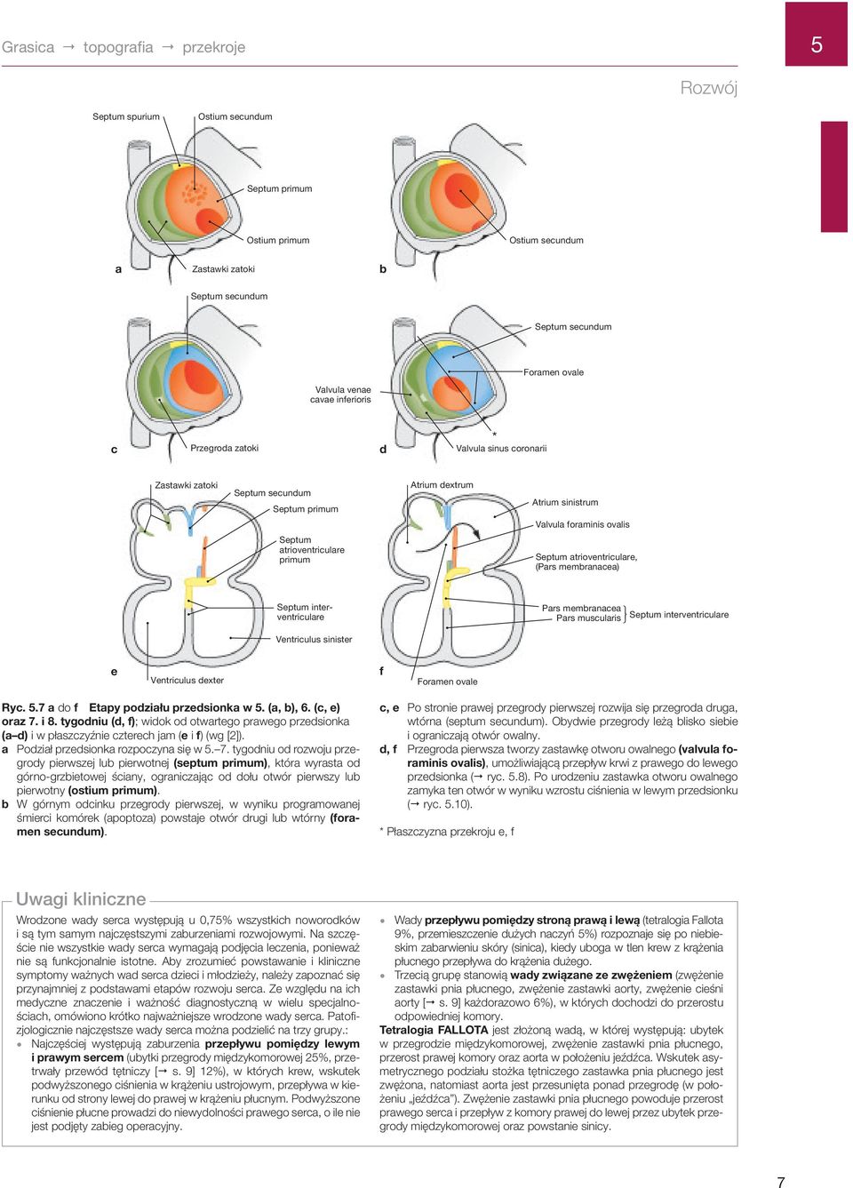 ovalis Septum atrioventriculare primum Septum atrioventriculare, (Pars membranacea) Septum interventriculare Pars membranacea Pars muscularis Septum interventriculare Ventriculus sinister e