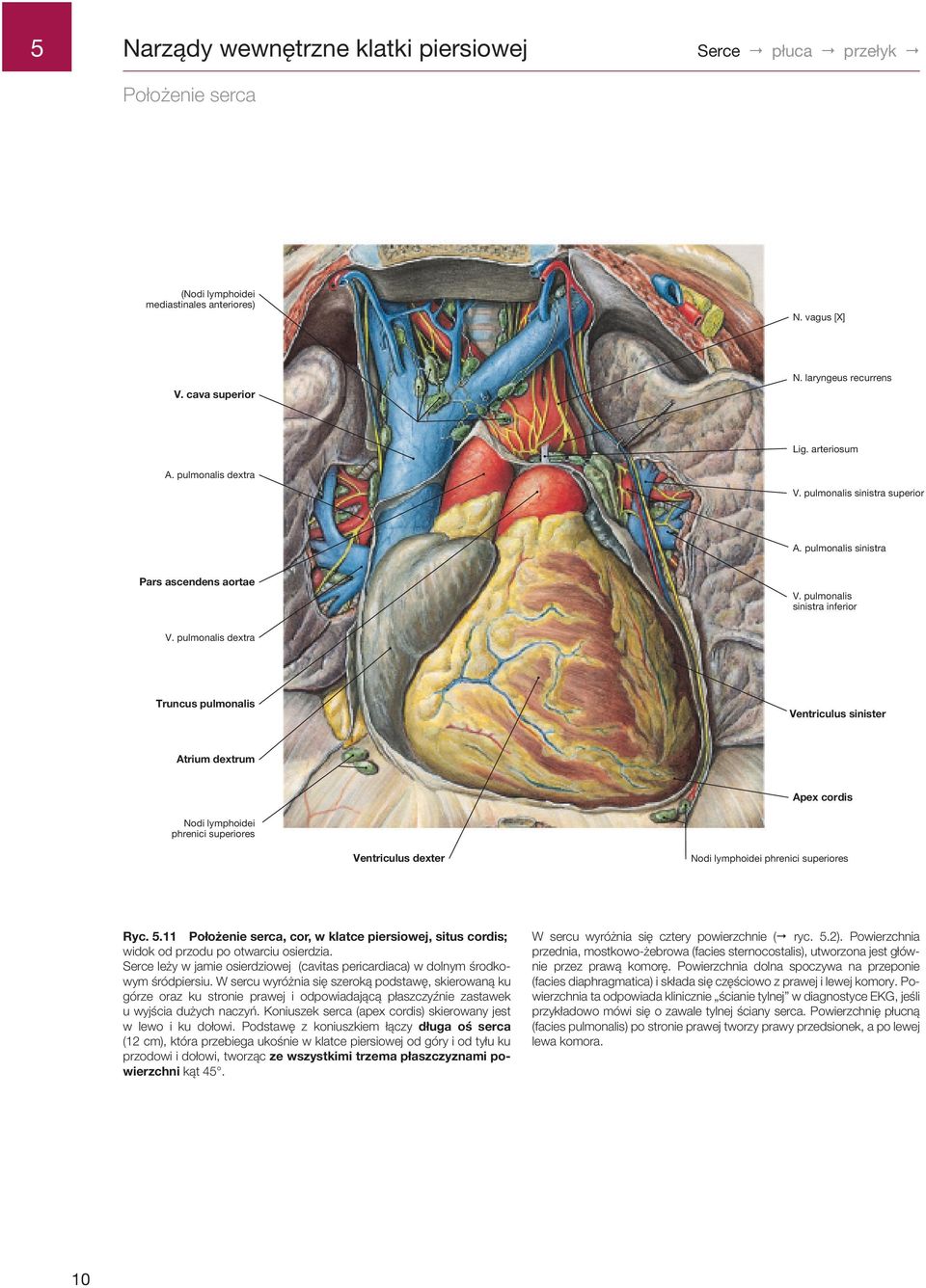 pulmonalis dextra Truncus pulmonalis Ventriculus sinister Atrium dextrum Apex cordis Nodi lymphoidei phrenici superiores Ventriculus dexter Nodi lymphoidei phrenici superiores Ryc.