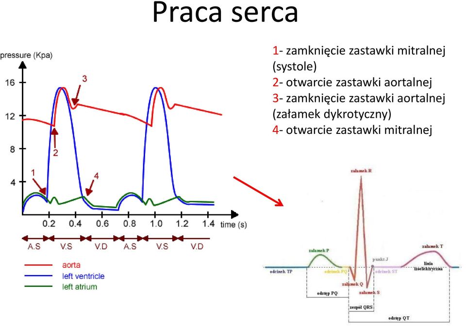 aortalnej 3- zamknięcie zastawki aortalnej