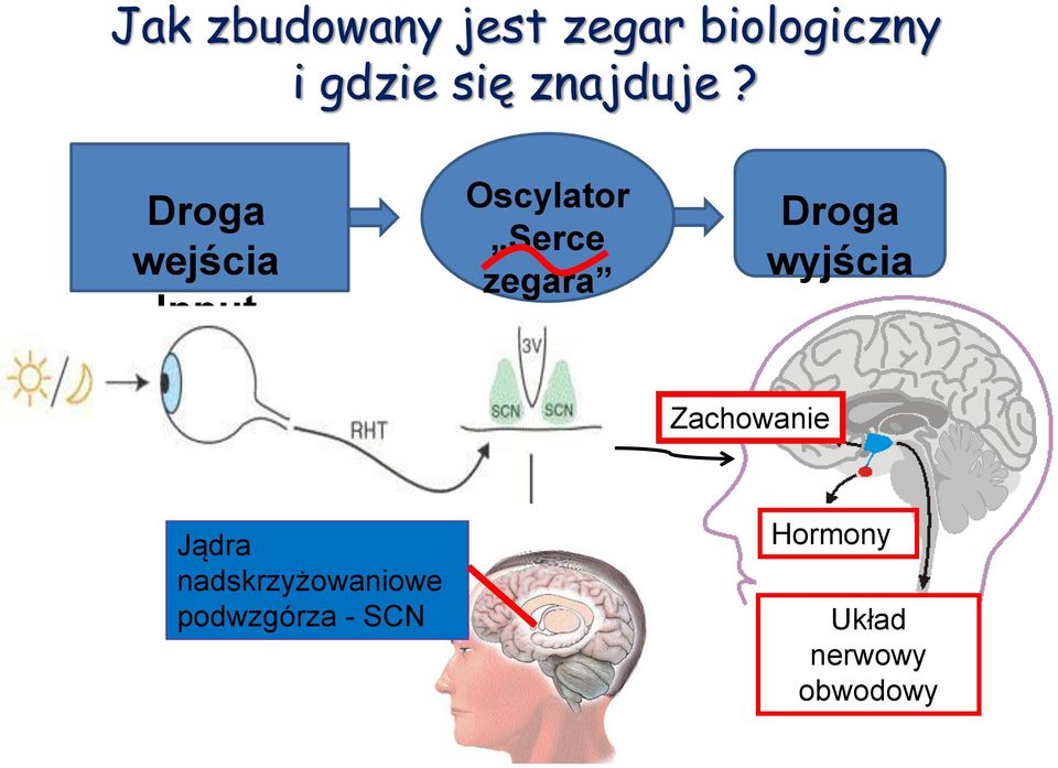 Droga wejścia Input Oscylator Serce zegara Droga