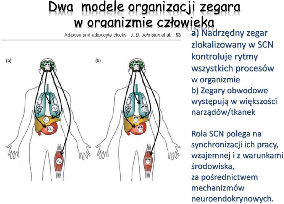 obwodowe występują w większości narządów/tkanek Rola SCN polega na synchronizacji