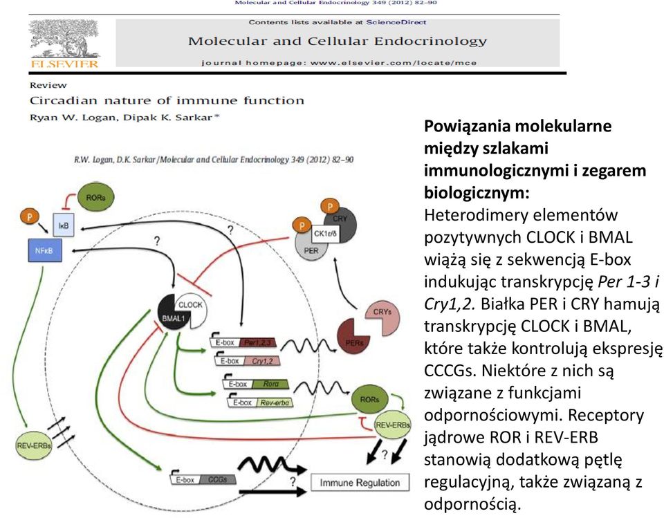 Białka PER i CRY hamują transkrypcję CLOCK i BMAL, które także kontrolują ekspresję CCCGs.