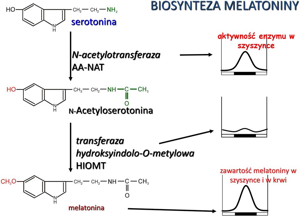 N-Acetyloserotonina transferaza hydroksyindolo-o-metylowa HIOMT CH 2