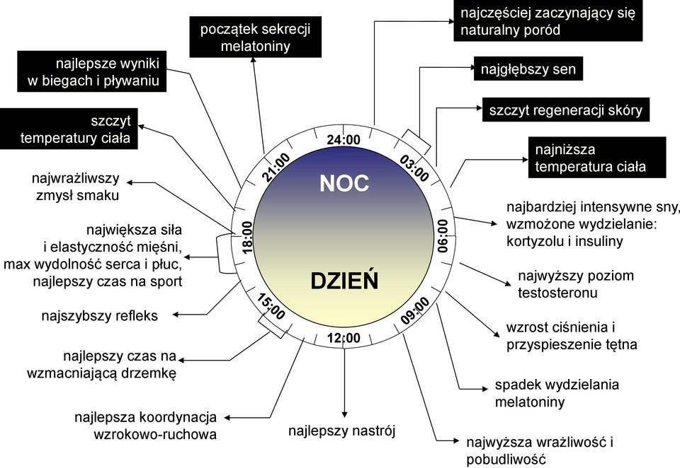 temperatura ciała najbardziej intensywne sny, wzmożone wydzielanie: kortyzolu i insuliny najwyższy poziom testosteronu najszybszy refleks najlepszy czas na