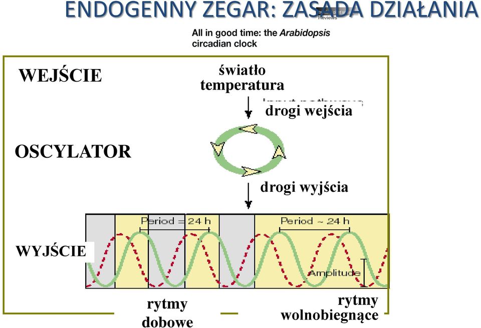 wejścia OSCYLATOR drogi wyjścia