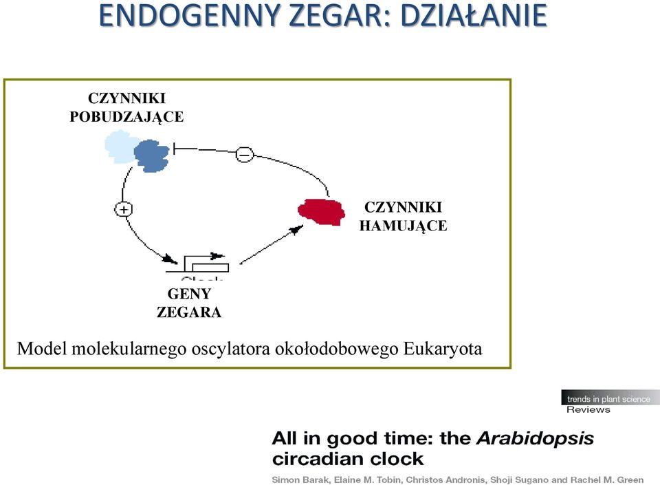 HAMUJĄCE GENY ZEGARA Model