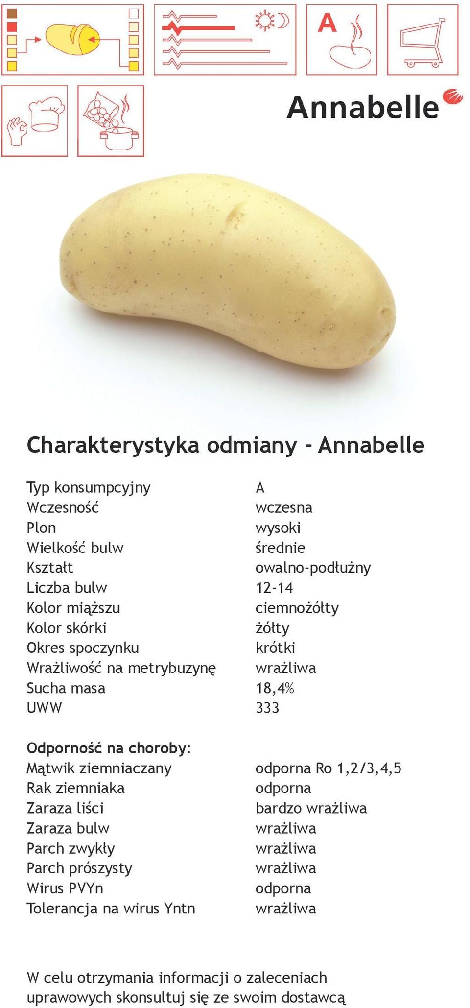 metrybuzynę wrażliwa Sucha masa 18,4% UWW 333 Mątwik ziemniaczany Ro