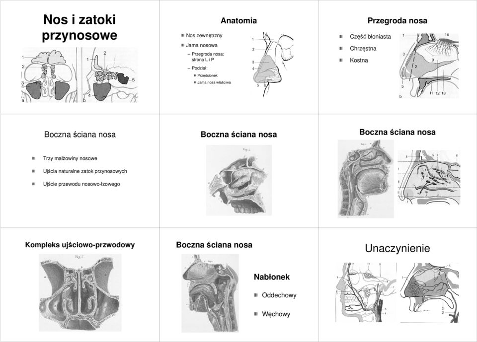 Jama nosa właściwa Trzy małżowiny nosowe Ujścia naturalne zatok Ujście przewodu