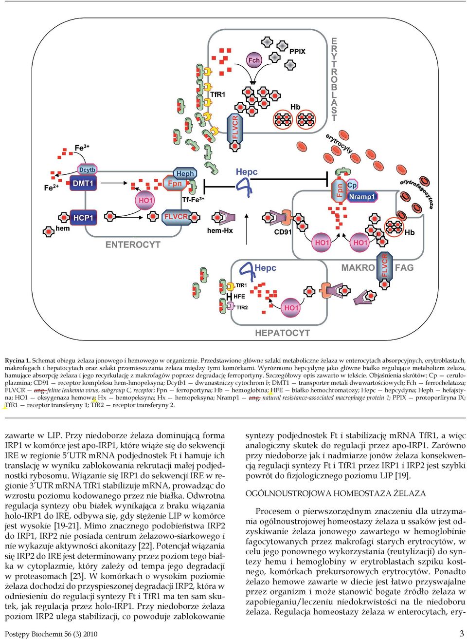 Wyróżniono hepcydynę jako główne białko regulujące metabolizm żelaza, hamujące absorpcję żelaza i jego recyrkulację z makrofagów poprzez degradację ferroportyny. Szczegółowy opis zawarto w tekście.