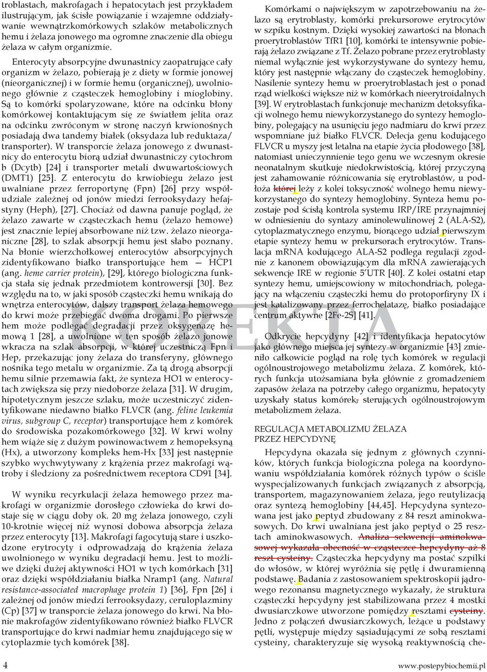 Enterocyty absorpcyjne dwunastnicy zaopatrujące cały organizm w żelazo, pobierają je z diety w formie jonowej (nieorganicznej) i w formie hemu (organicznej), uwolnionego głównie z cząsteczek