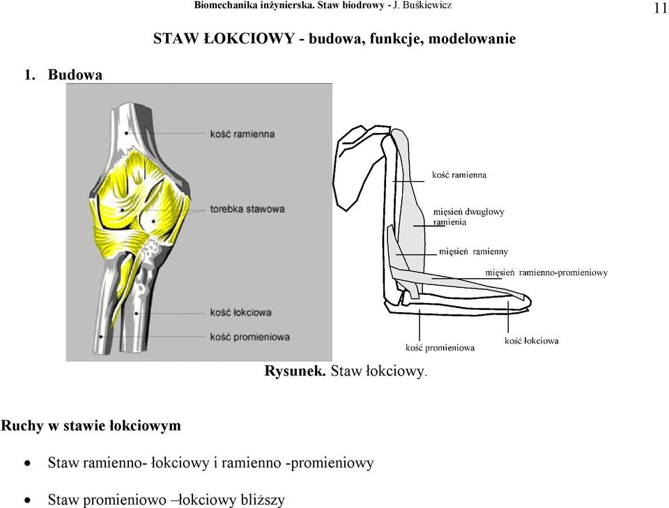 Ruchy w stawie łokciowym Staw ramienno-