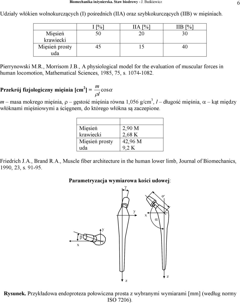 Przekrój fizjologiczny mięśnia [cm 2 m ] = l cos m masa mokrego mięśnia, gęstość mięśnia równa 1,056 g/cm 3, l długość mięśnia, kąt między włóknami mięśniowymi a ścięgnem, do którego włókna są