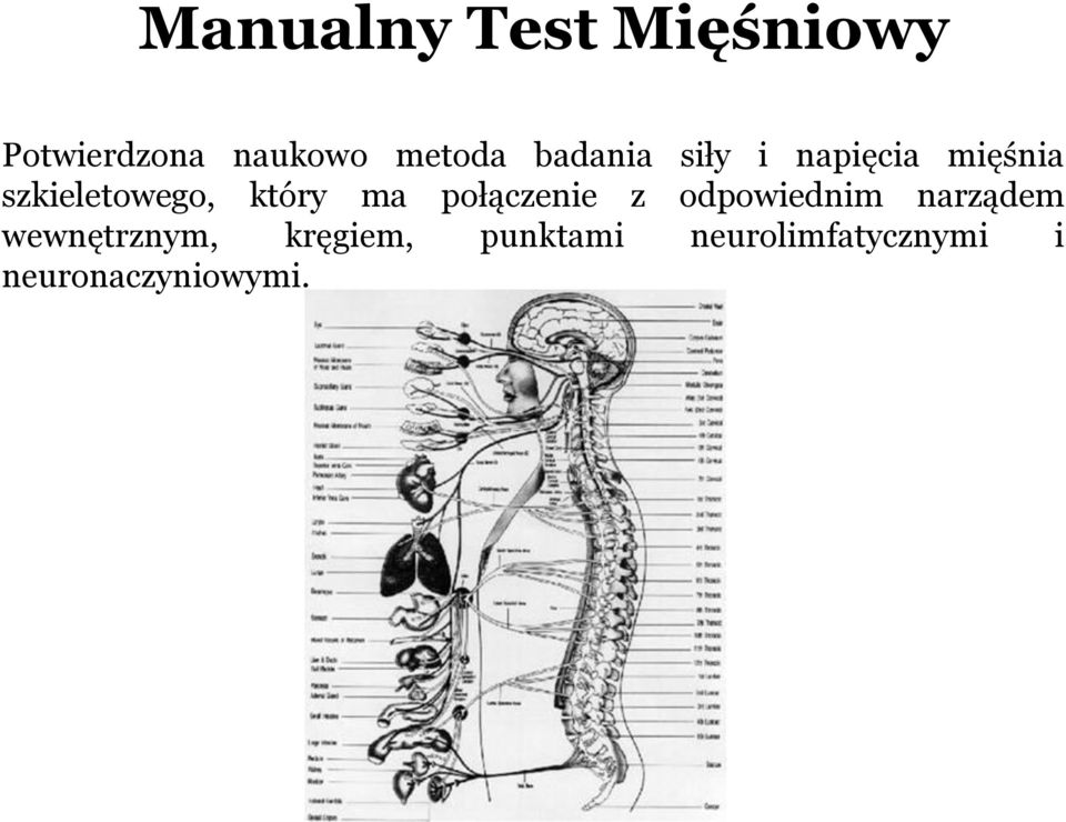 ma połączenie z odpowiednim narządem wewnętrznym,