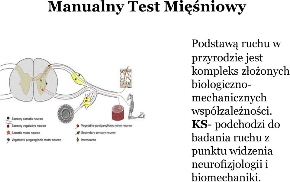 biologicznomechanicznych współzależności.