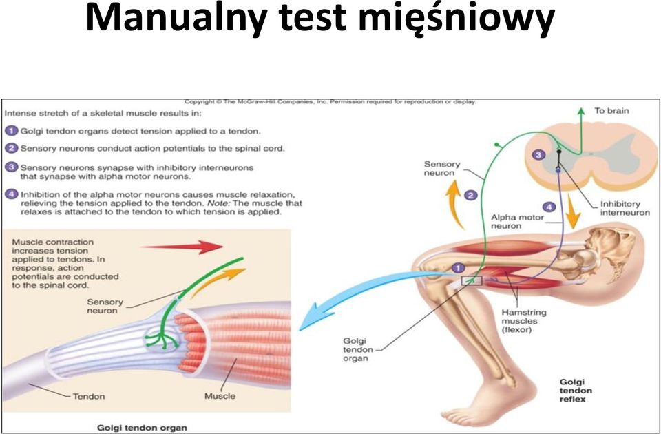 mięśniowy