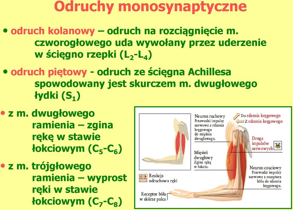 odruch ze ścięgna Achillesa spowodowany jest skurczem m. dwugłowego łydki (S 1 ) z m.