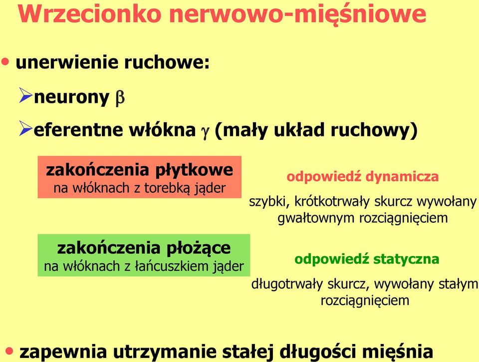 jąder odpowiedź dynamicza szybki, krótkotrwały skurcz wywołany gwałtownym rozciągnięciem odpowiedź