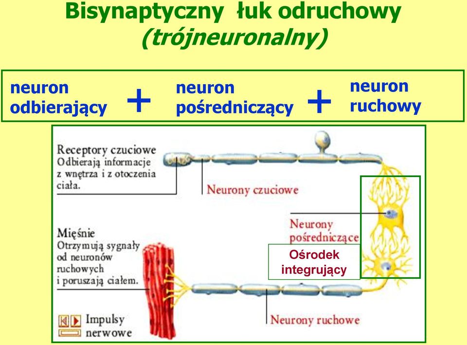 odbierający + neuron +