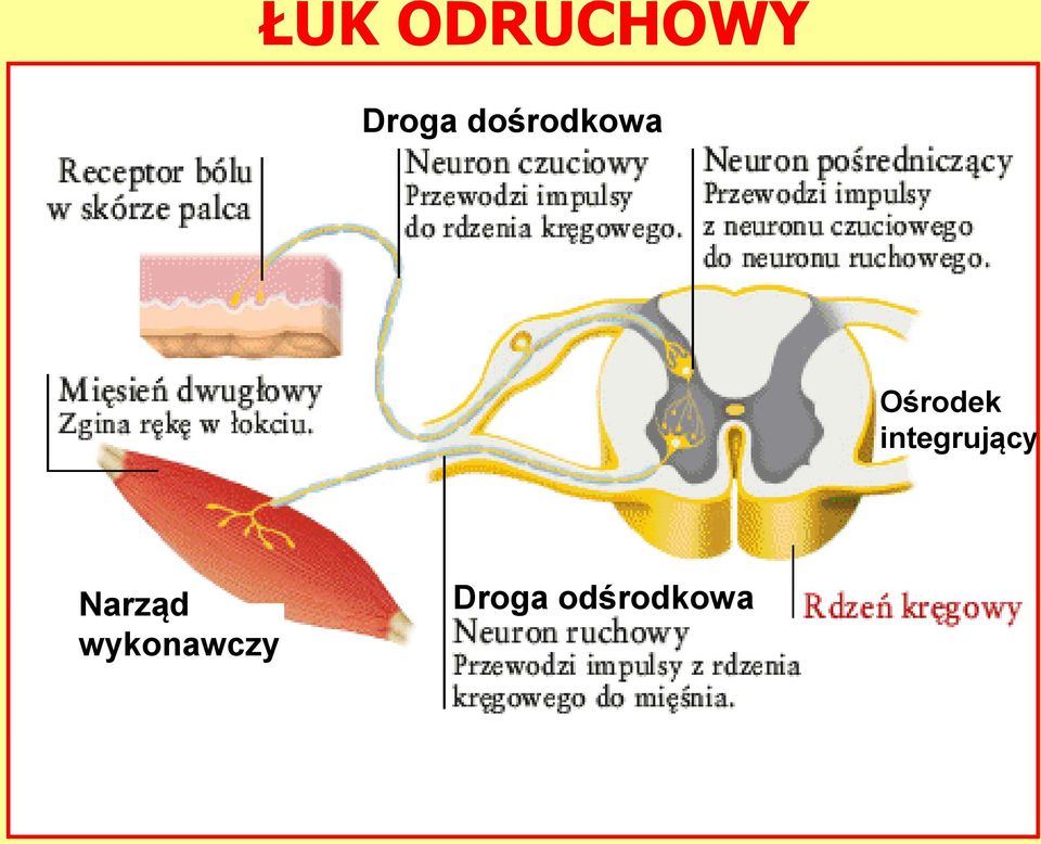 integrujący Narząd