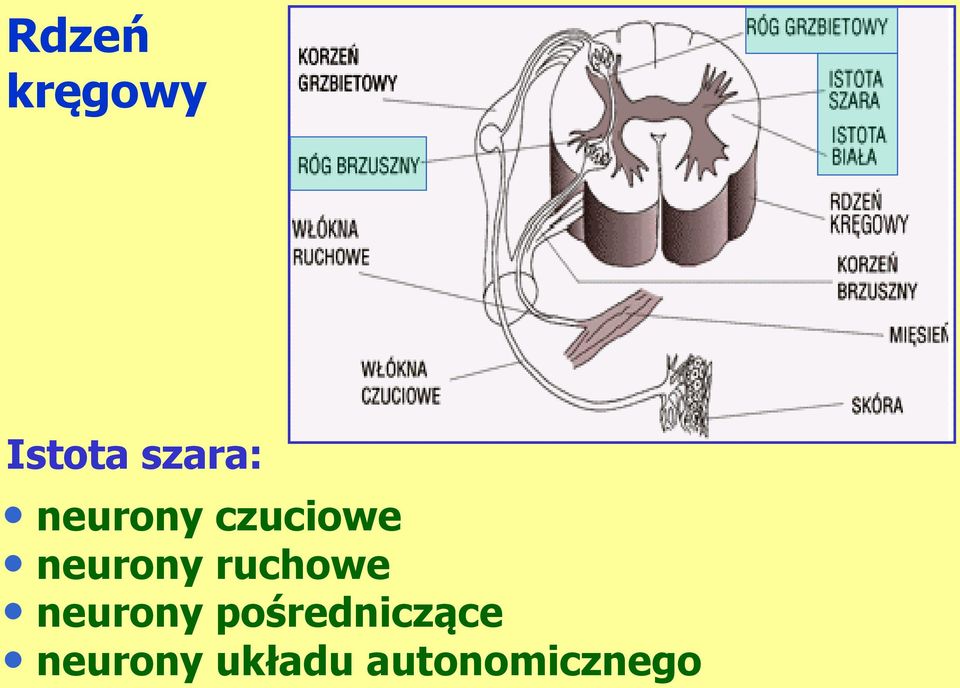 ruchowe neurony