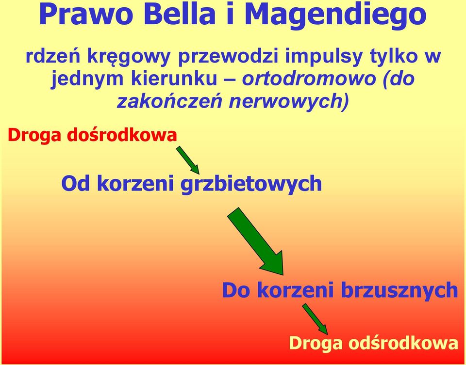 zakończeń nerwowych) Droga dośrodkowa Od korzeni