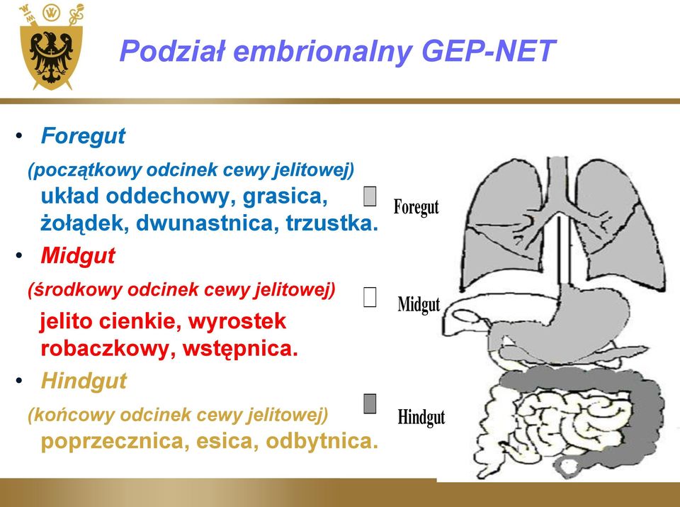 Midgut (środkowy odcinek cewy jelitowej) jelito cienkie, wyrostek robaczkowy,