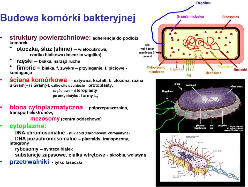 złożona, różna u Gram(+) i Gram(-), całkowite usunięcie protoplasty, częściowe sferoplasty po antybiotyku - formy L, błona cytoplazmatyczna półprzepuszczalna, transport elektronów,