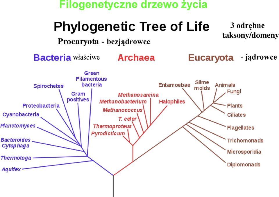 bezjądrowce właściwe 3