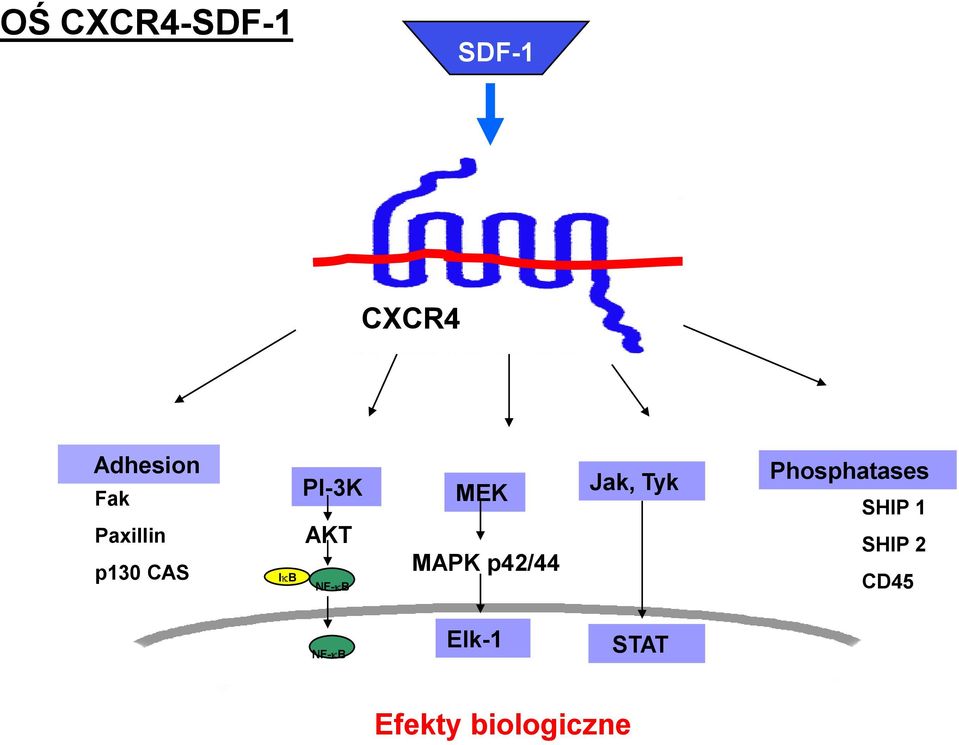 MAPK p42/44 Jak, Tyk Phosphatases SHIP 1