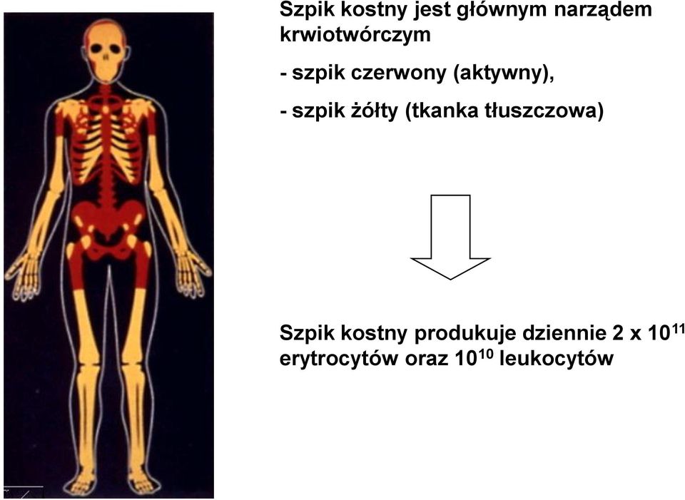 szpik żółty (tkanka tłuszczowa) Szpik kostny