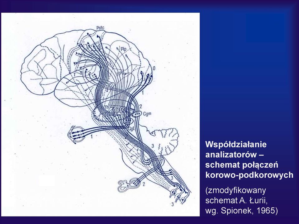 korowo-podkorowych