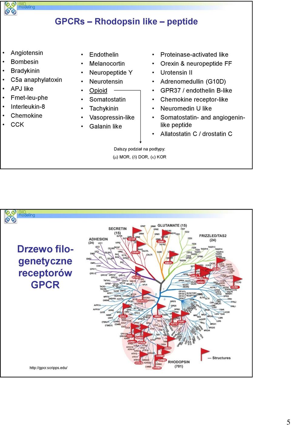 neuropeptide FF Urotensin II Adrenomedullin (G10D) GPR37 / endothelin B-like Chemokine receptor-like Neuromedin U like Somatostatin- and