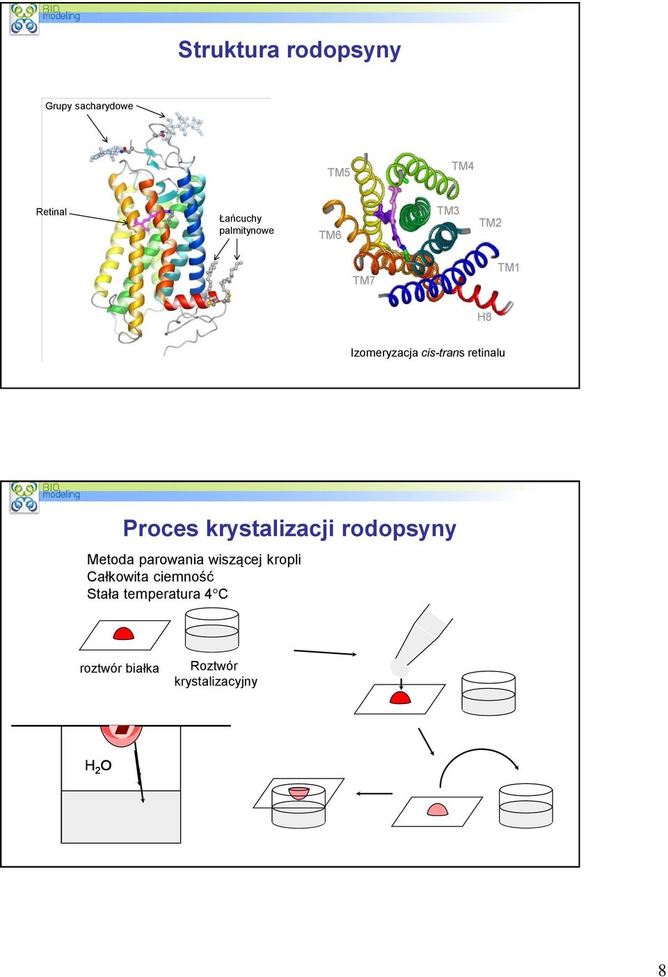 Proces krystalizacji rodopsyny Metoda parowania wiszącej kropli