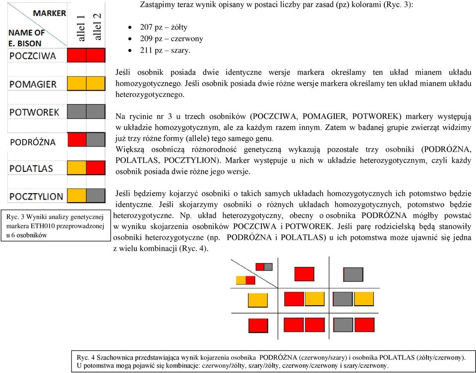 Jeśli osobnik posiada dwie różne wersje markera określamy ten układ mianem układu heterozygotycznego. PODRÓŻNA Ryc.