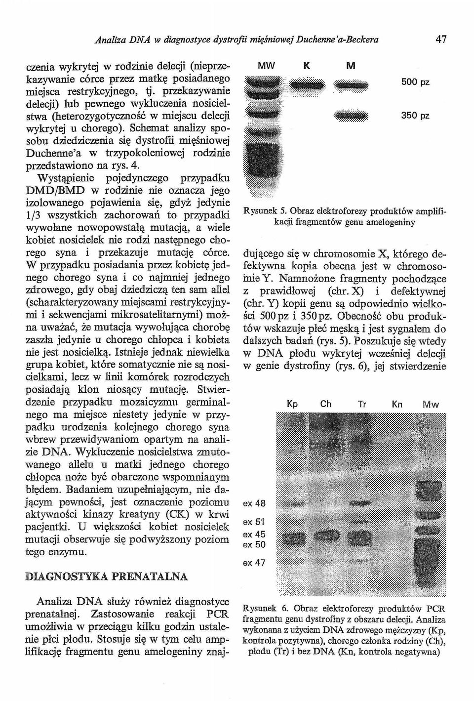 Schemat analizy sposobu dziedziczenia się dystrofii mięśniowej Duchenne'a w trzypokoleniowej rodzinie przedstawiono na rys. 4.