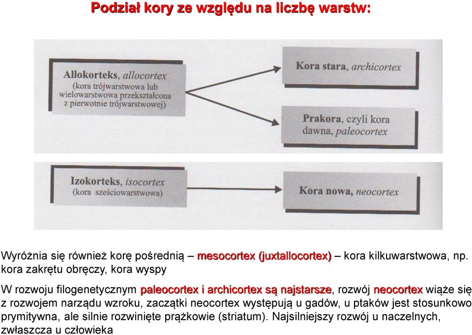 kora zakrętu obręczy, kora wyspy W rozwoju filogenetycznym paleocortex i archicortex są najstarsze, rozwój