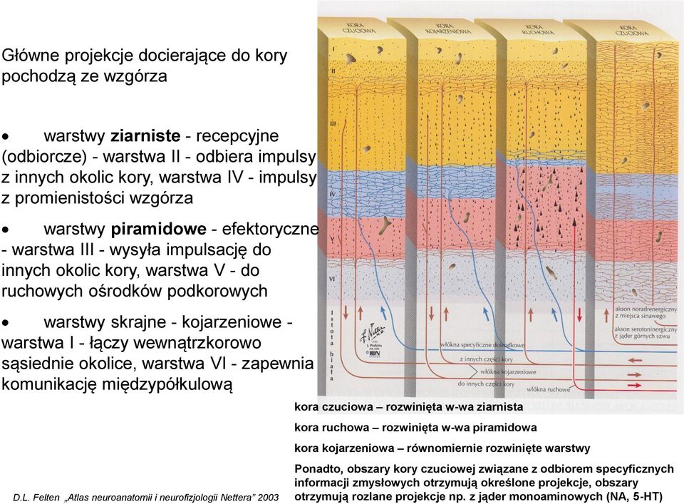 wewnątrzkorowo sąsiednie okolice, warstwa VI - zapewnia komunikację międzypółkulową D.L.