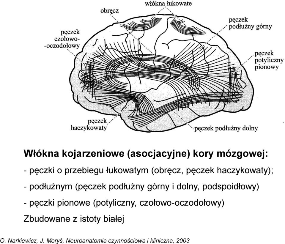 dolny, podspoidłowy) - pęczki pionowe (potyliczny, czołowo-oczodołowy)