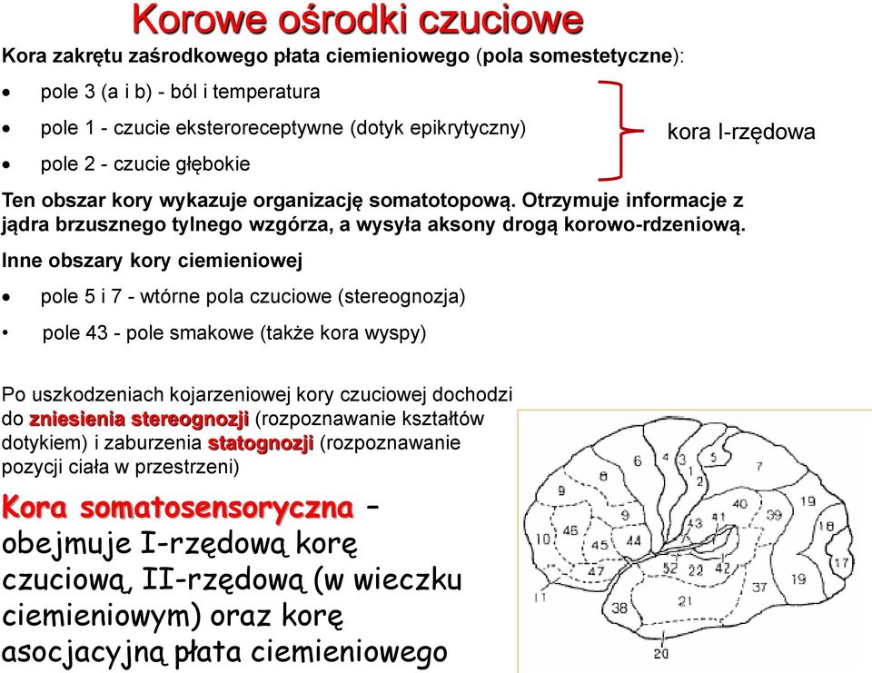 Inne obszary kory ciemieniowej Korowe ośrodki czuciowe pole 5 i 7 - wtórne pola czuciowe (stereognozja) pole 43 - pole smakowe (także kora wyspy) kora I-rzędowa Po uszkodzeniach kojarzeniowej kory