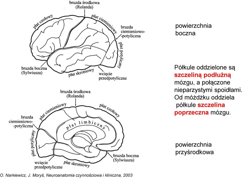 Od móżdżku oddziela półkule szczelina poprzeczna mózgu.