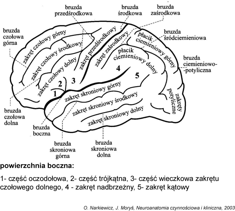 dolnego, 4 - zakręt nadbrzeżny, 5- zakręt kątowy O.