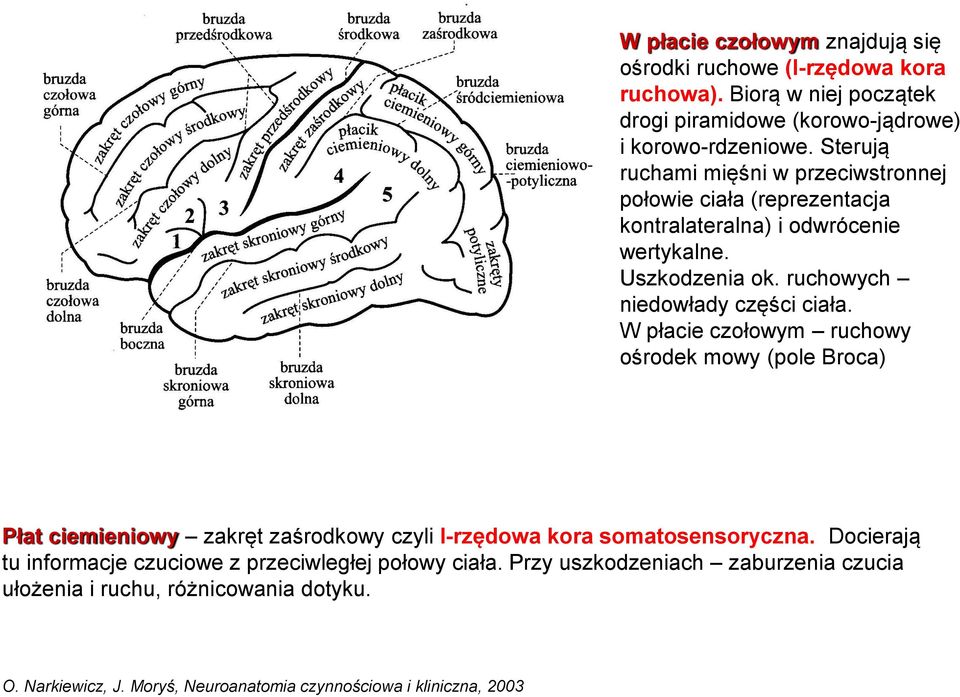 W płacie czołowym ruchowy ośrodek mowy (pole Broca) Płat ciemieniowy zakręt zaśrodkowy czyli I-rzędowa kora somatosensoryczna.