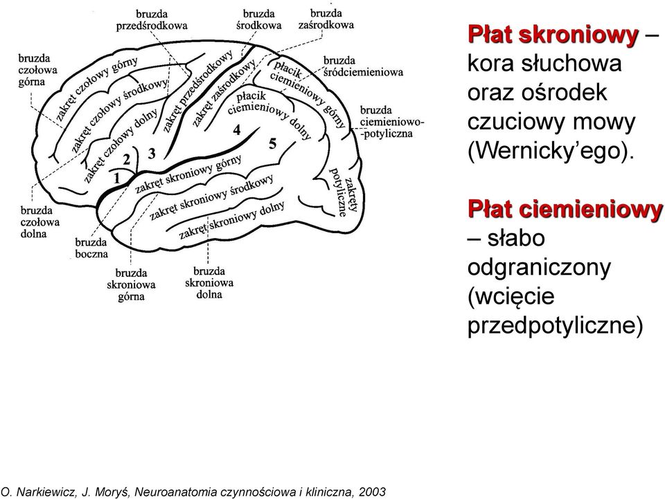 Płat ciemieniowy słabo odgraniczony (wcięcie