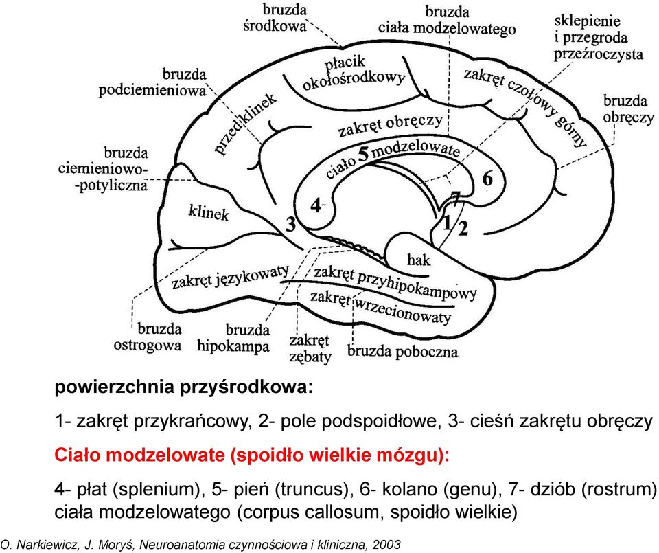 pień (truncus), 6- kolano (genu), 7- dziób (rostrum) ciała modzelowatego (corpus