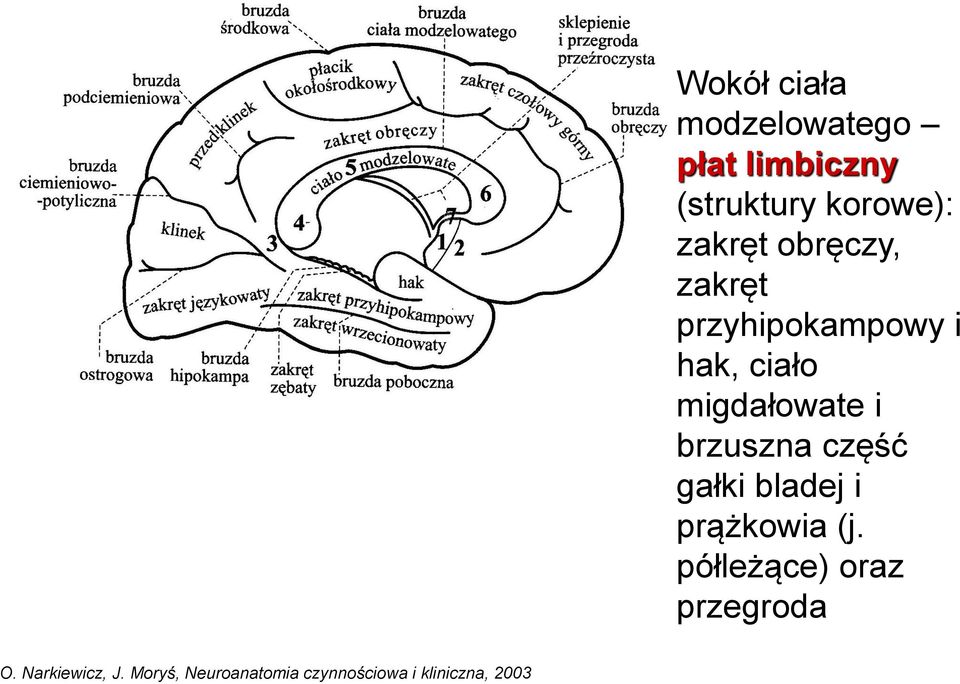 modzelowatego płat limbiczny (struktury korowe): zakręt obręczy,