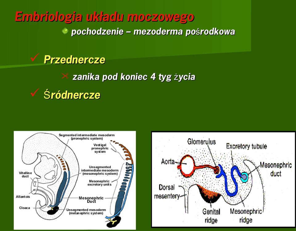 pośrodkowa Przednercze