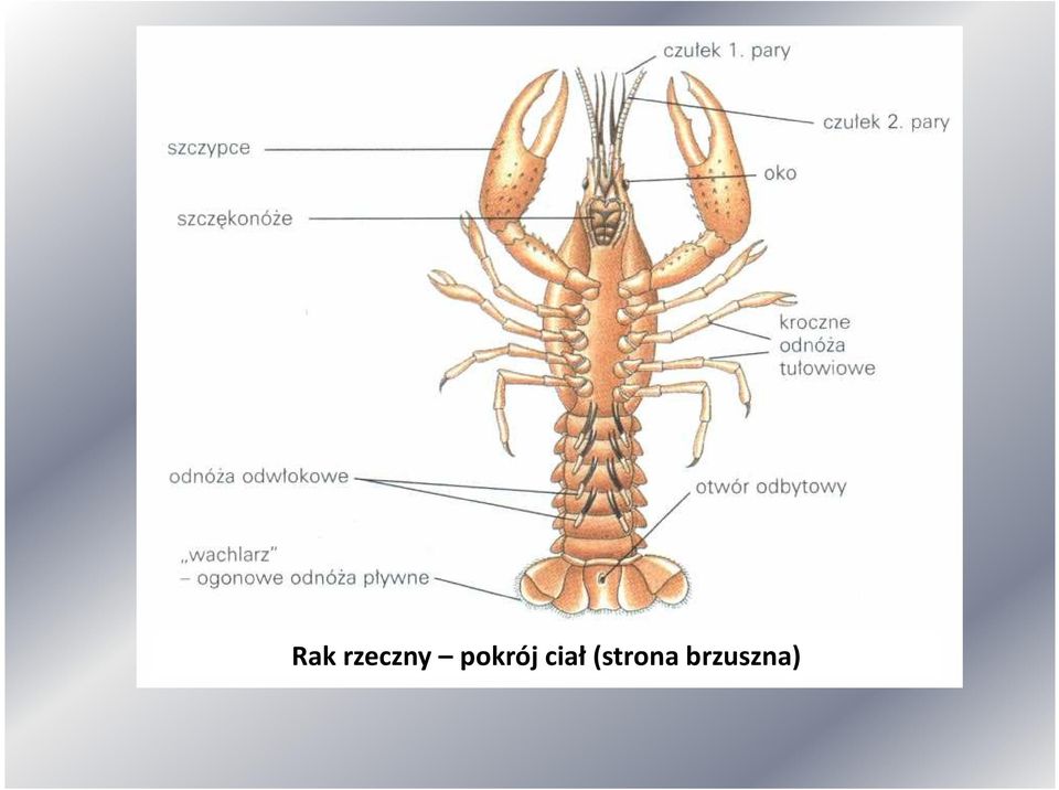 pokrój