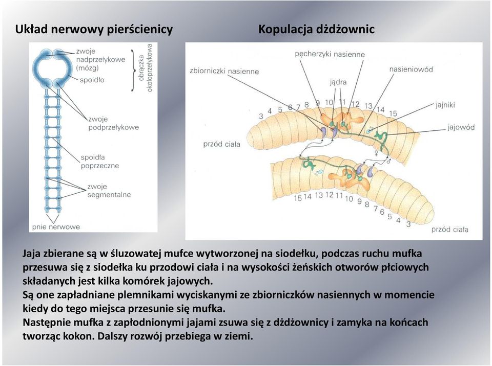 jajowych.