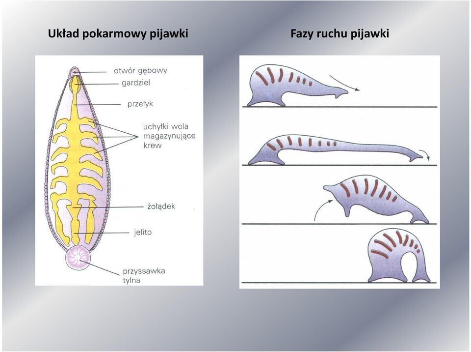 pijawki